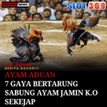 Ayam Aduan 7 Gaya Bertarung Sabung Ayam Jamin K.O Sekejap